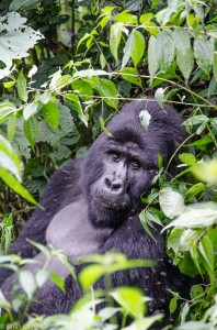 Mountain gorilla in Bwindi Impenetrable Forest