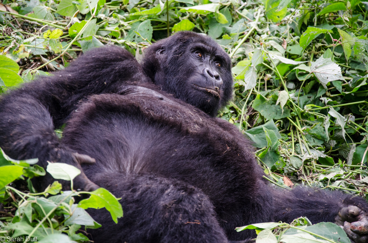 Overlanding Uganda: gorillas, chimps and a lot of bananas