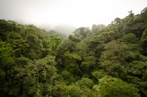 The magic of Monteverde Cloud Forest