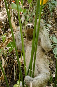 Sloth spotting, Manuel Antonio National Park, Costa Rica