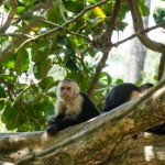 Monkey spotting in Manuel Antonio National Park