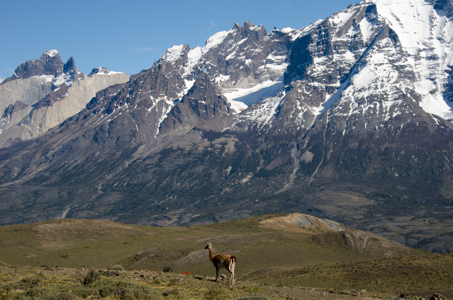 Guanaco spotting in the Torres del Paine National Park