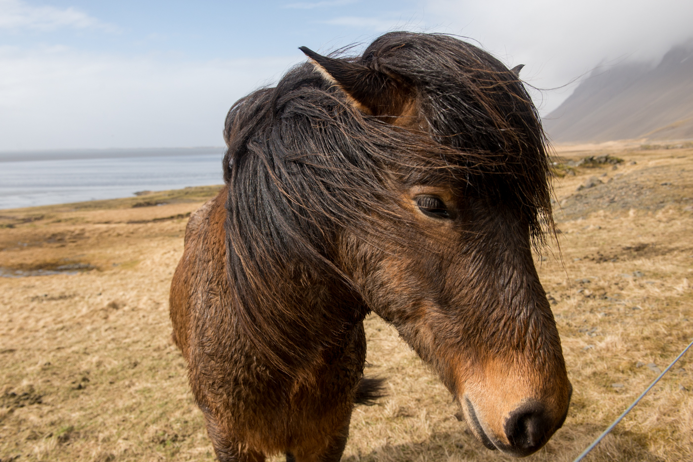 Icelandic horse on a road trip around Iceland