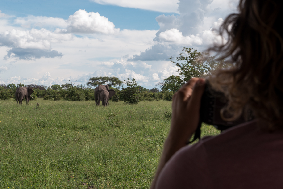 Elephants Botswana safari