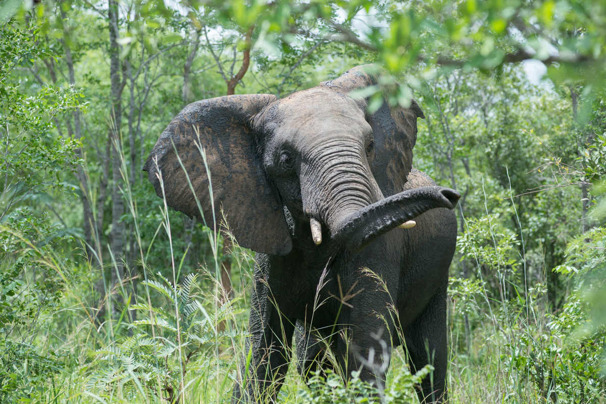 Elephants Eye Hwange Zimbabwe-5