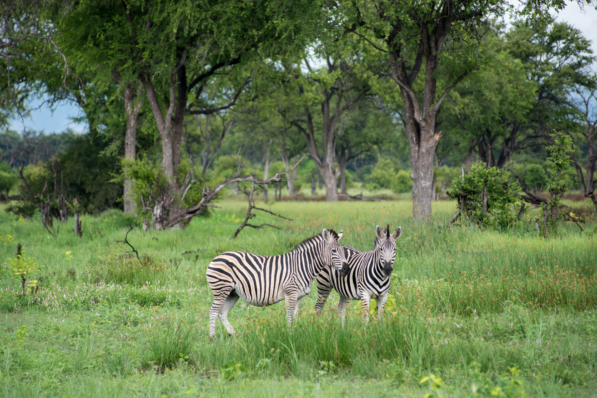 Botswana safari Khwai