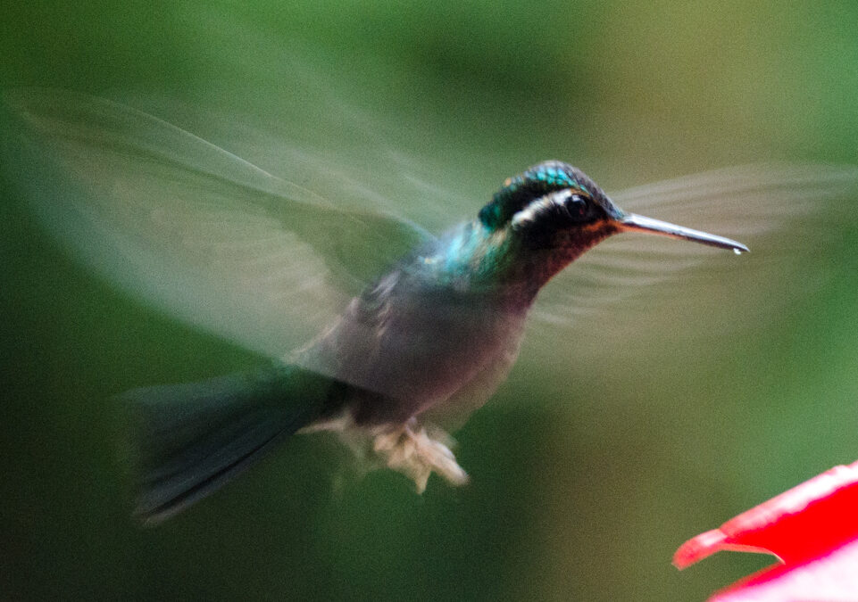 Hummingbird garden, Monteverde Cloud Forest, Costa Rica