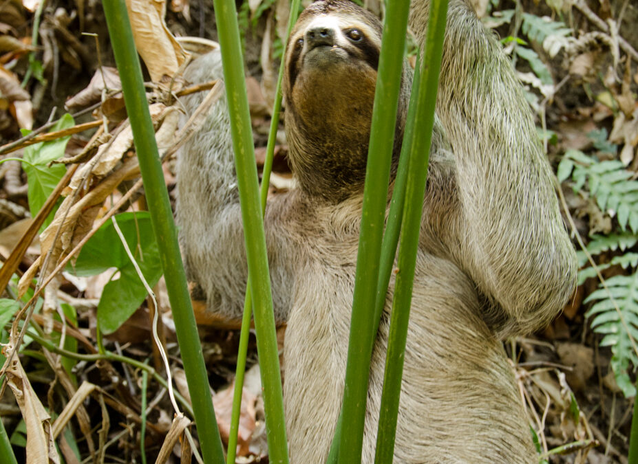 Sloth spotting