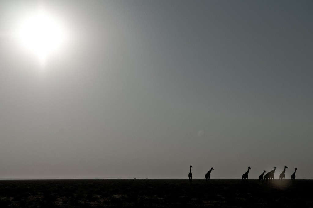 Etosha National Park, Namibia