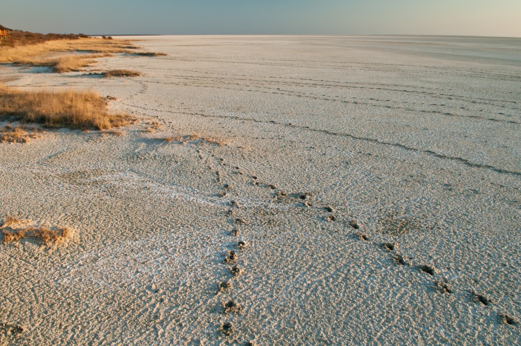 The dry salt pan of Etosha National Park Namibia