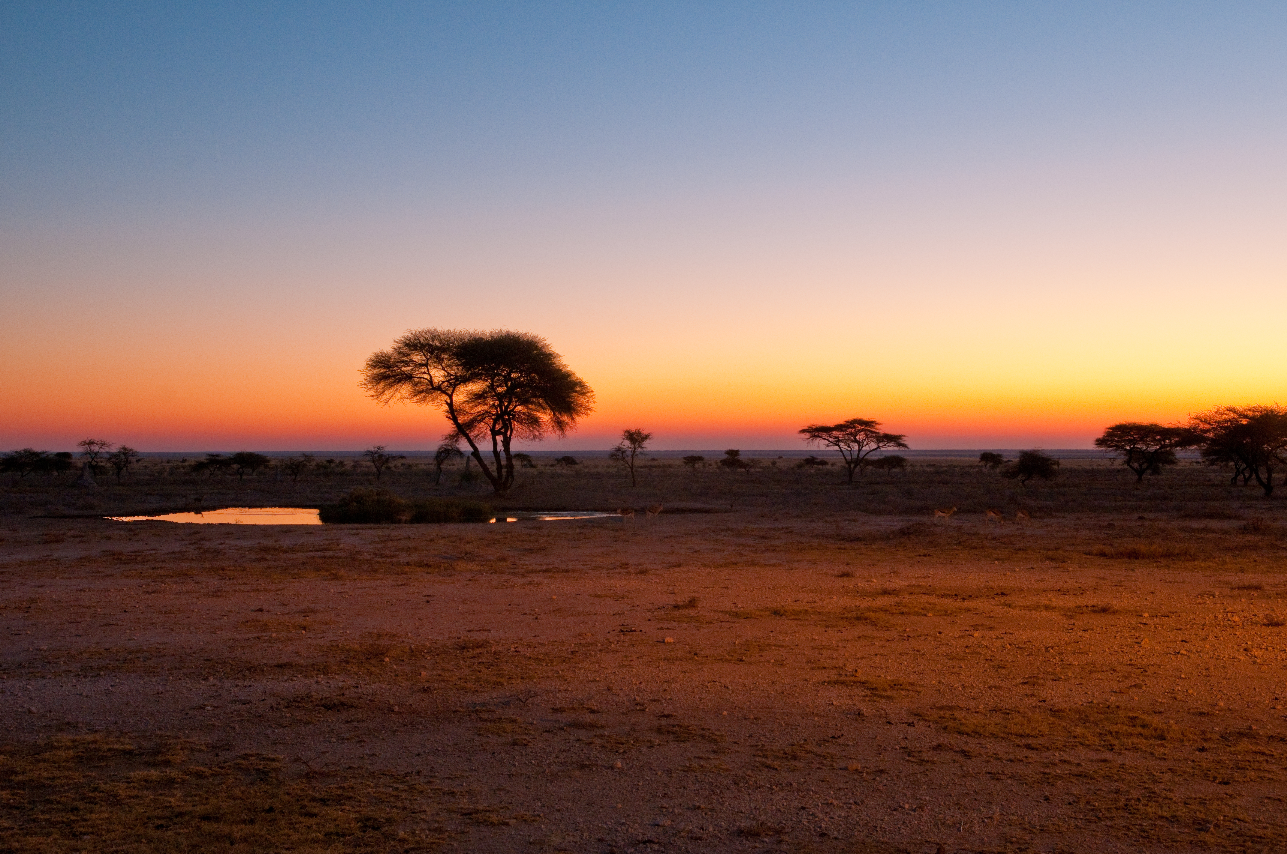 Саванной восточной африки. Нац парк Этоша Намибия. Парк Этоша в Намибии. Национальный парк Этоша в Африке.