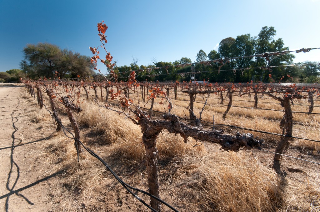 Namibian vineyards at Omaruru