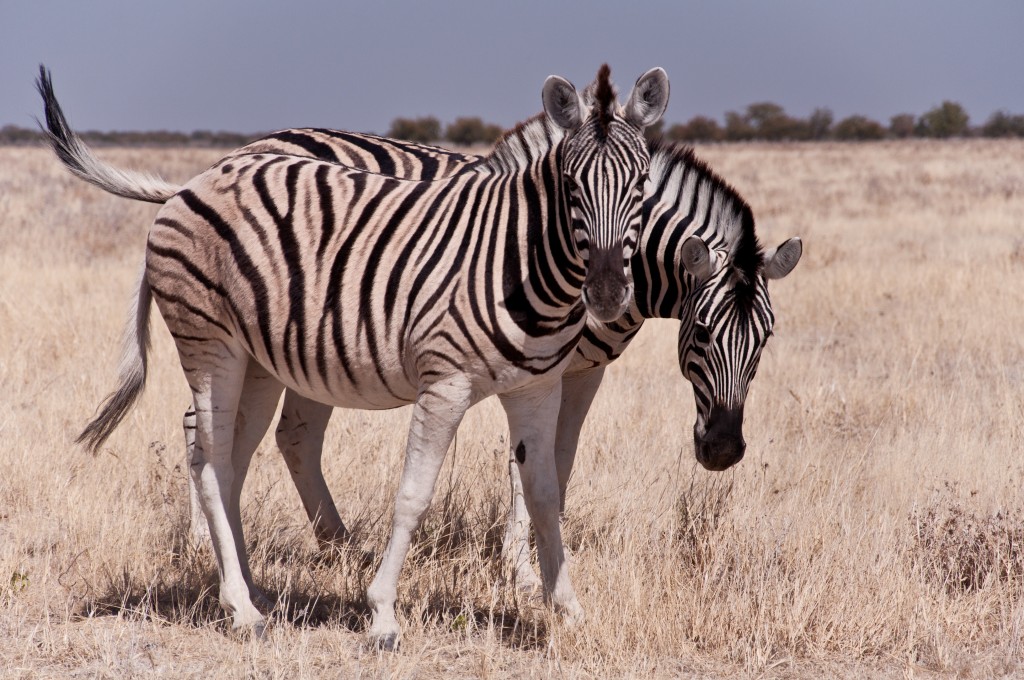 Zebras, Etosha National Park, Namibia