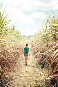 Mauritian cane sugar fields - Russell Smith