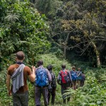 Mountain gorilla tracking in Bwindi Impenetrable Forest