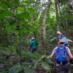 Chimp tracking in Karinzu Forest Reserve