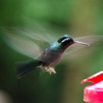 Hummingbird garden, Monteverde Cloud Forest, Costa Rica