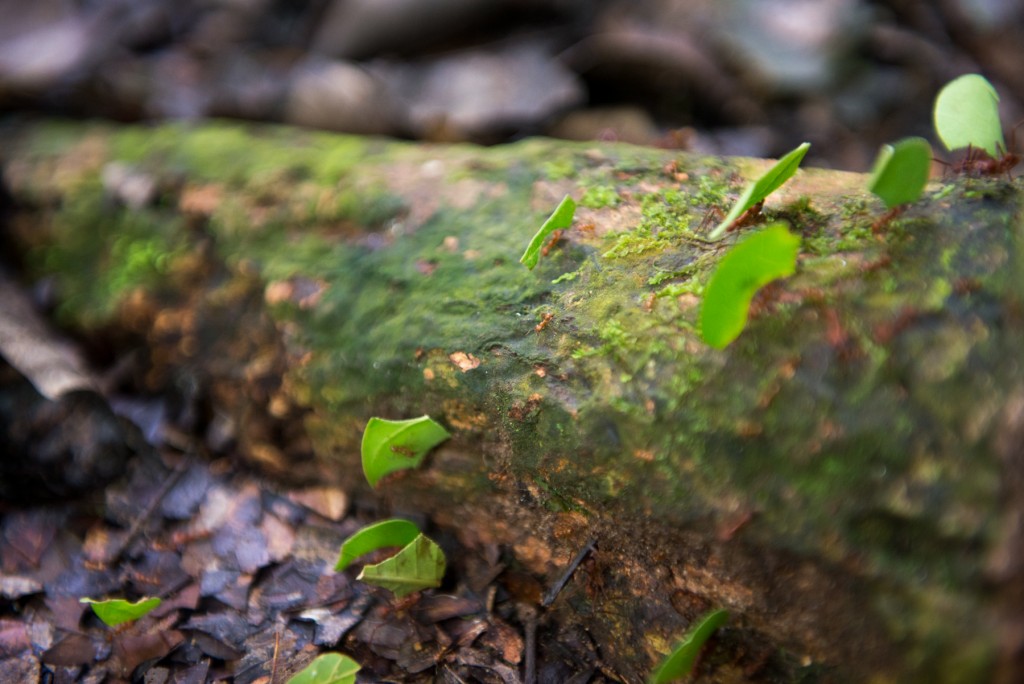 Alternative Amazon: Madidi National Park, Bolivia