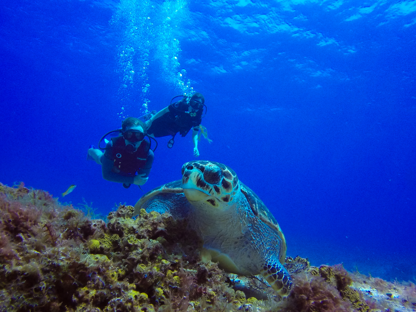Diving Isla Cozumel