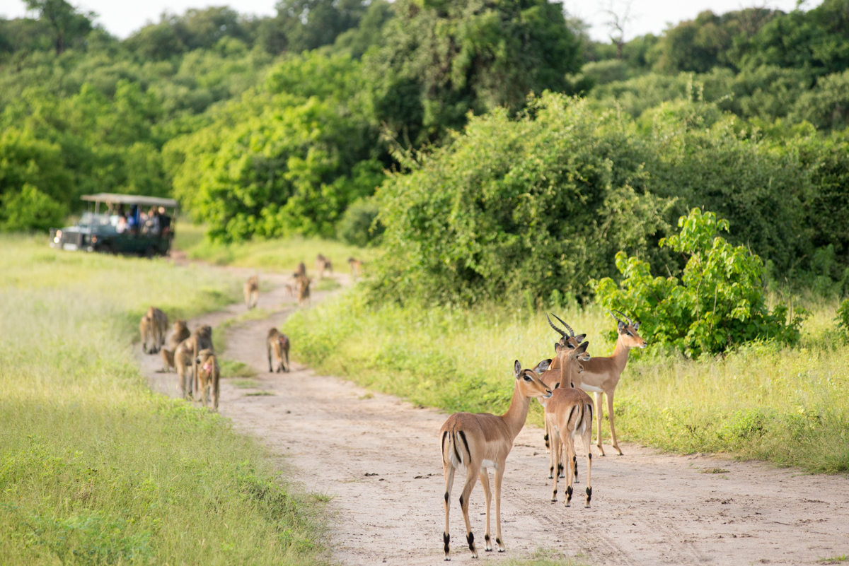 Chobe National Park