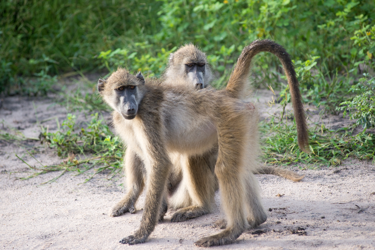 Chobe National Park