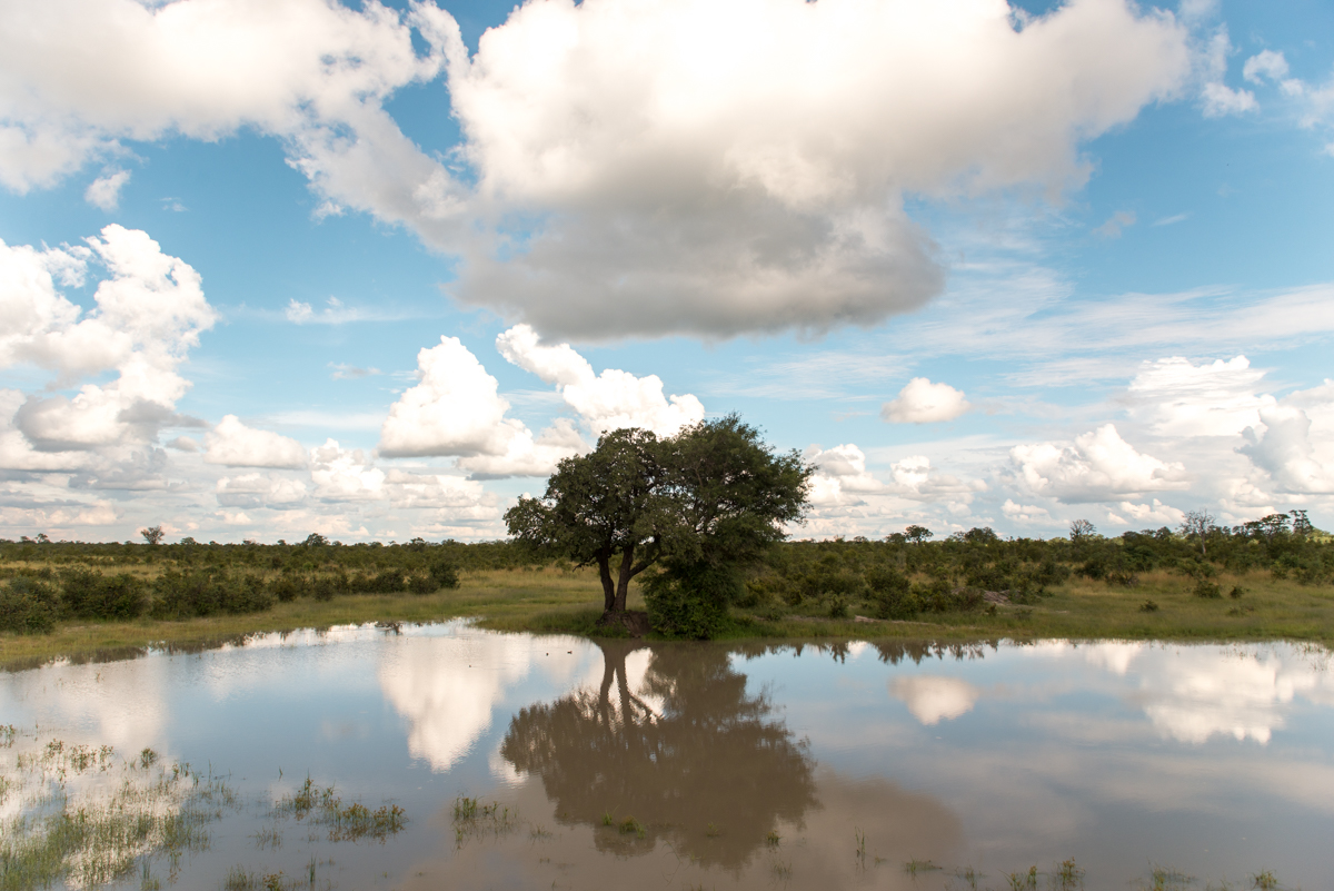 Elephants Eye Hwange Zimbabwe-6