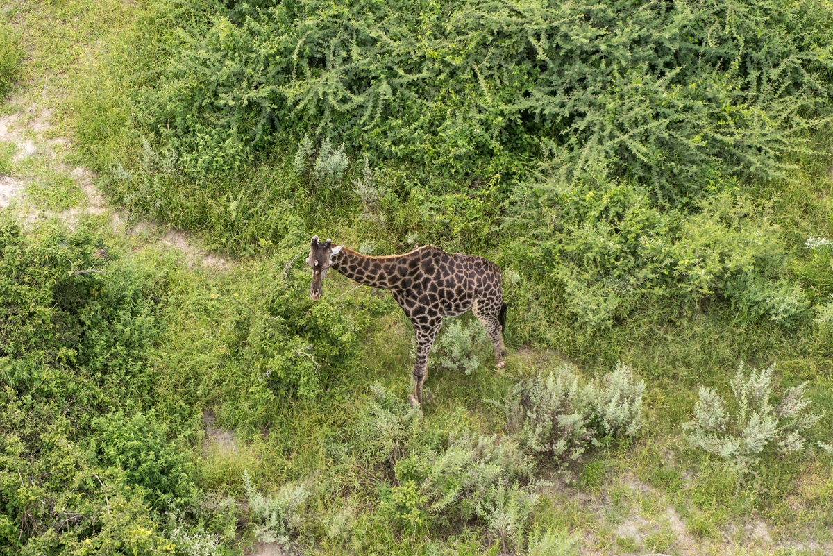 Okavango Delta helicopter flight