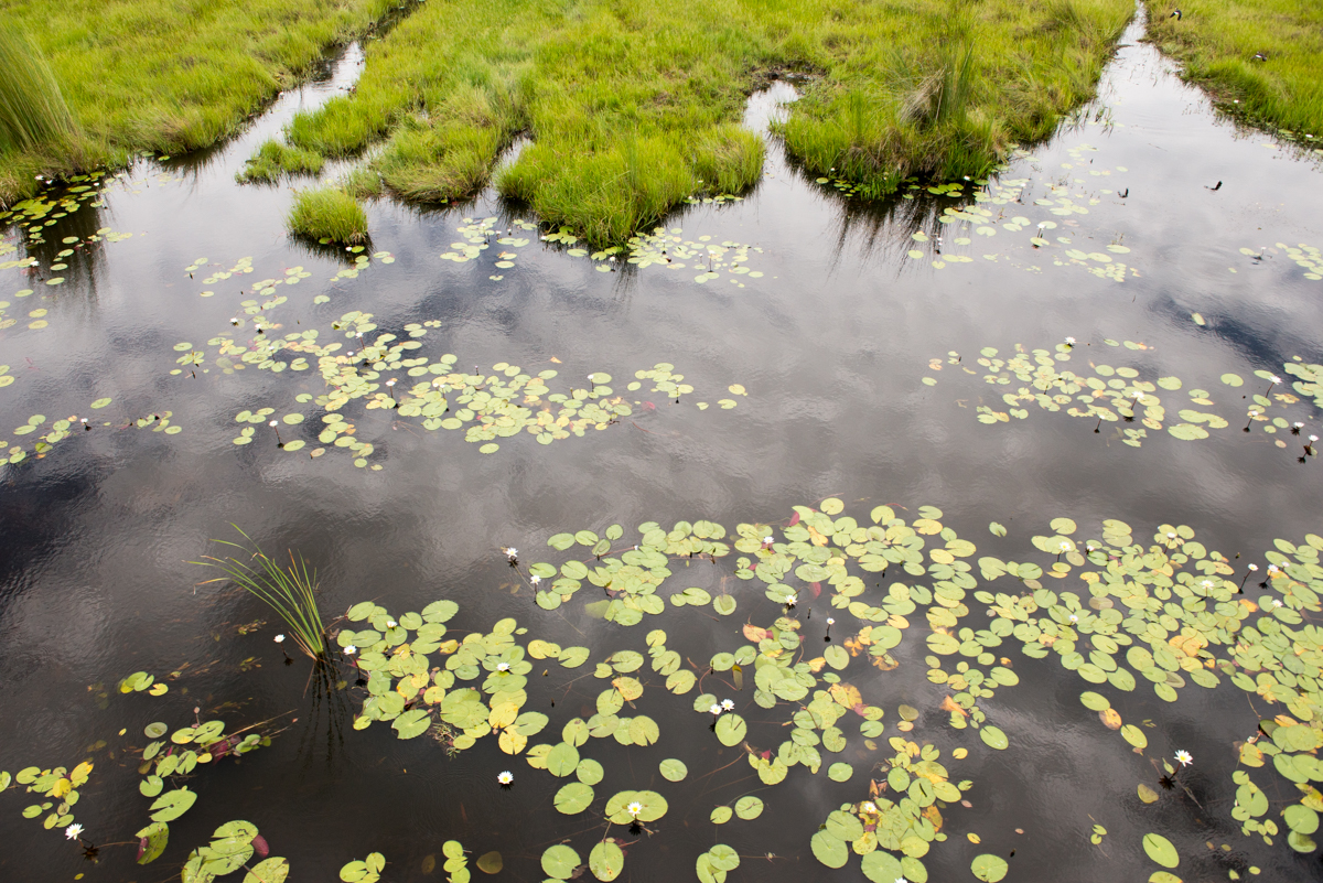 Okavango Delta from the air