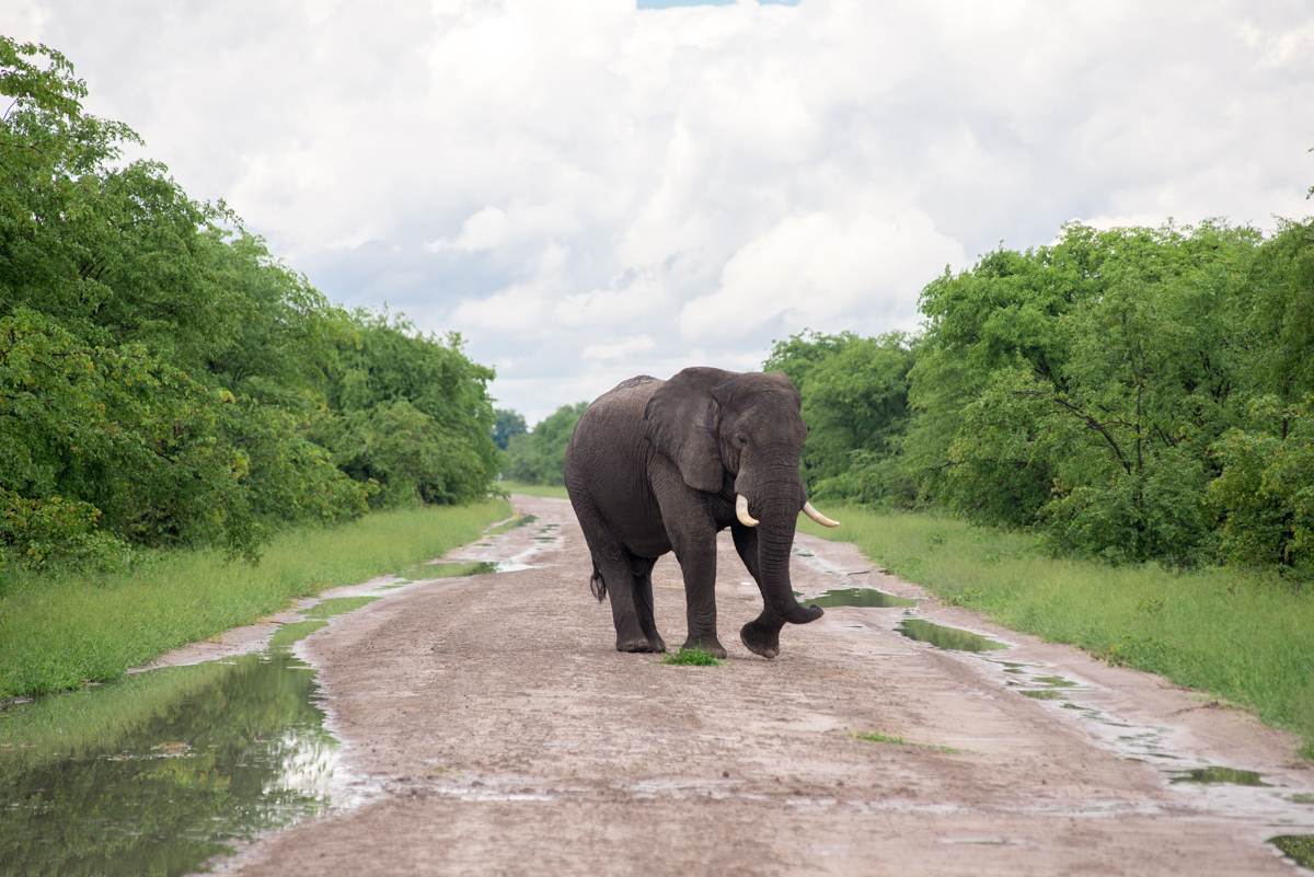 On safari in Botswana