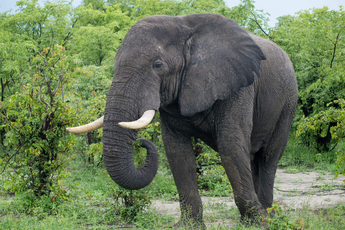 Moremi Game Reserve Botswana