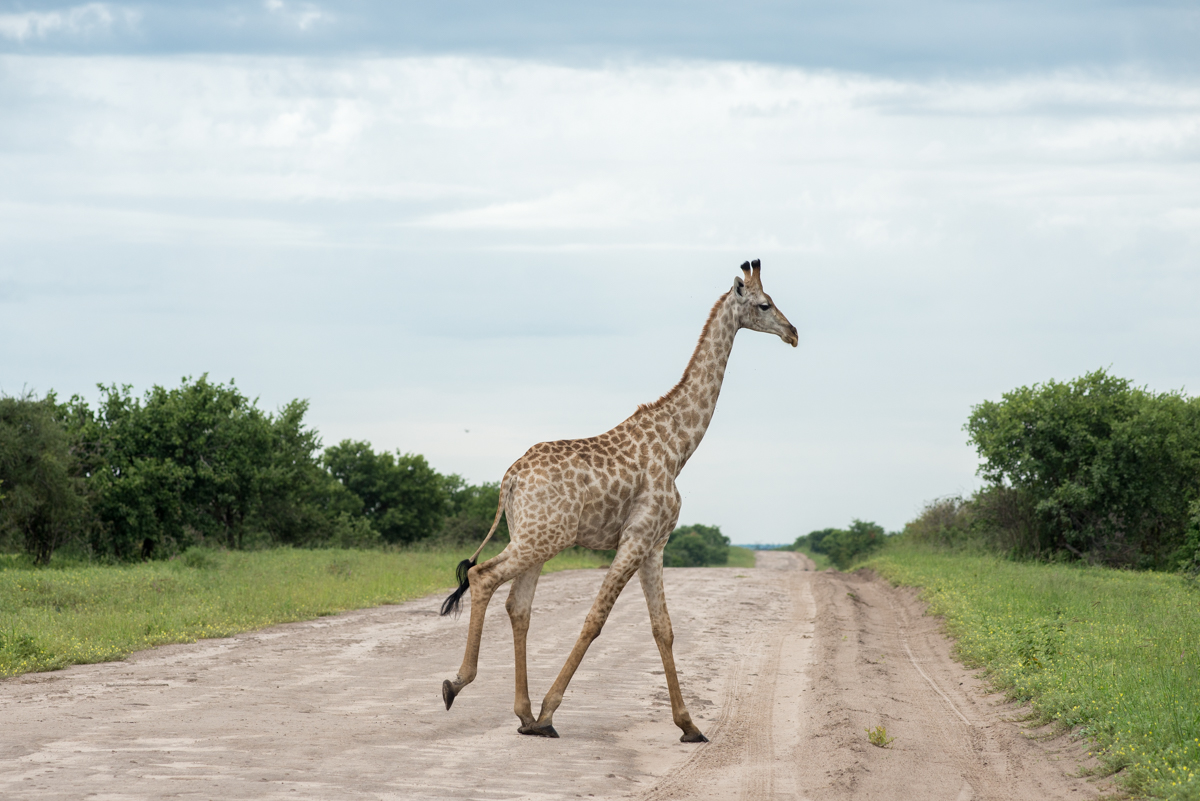 Khwai concession Botswana