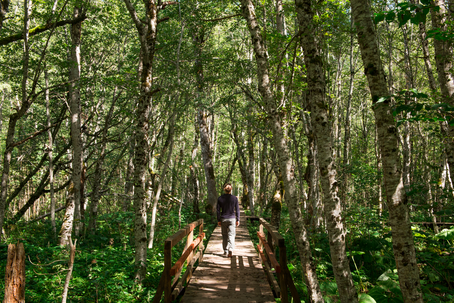 Forest at Biogradska Gora National Park