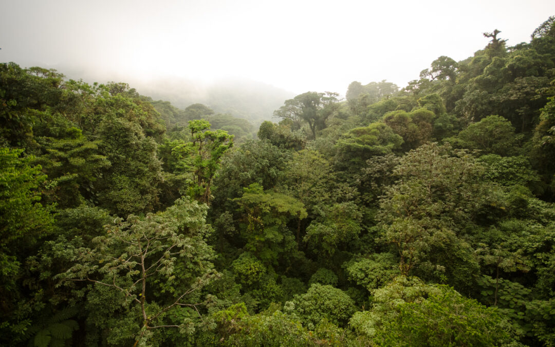 The magic of Monteverde Cloud Forest