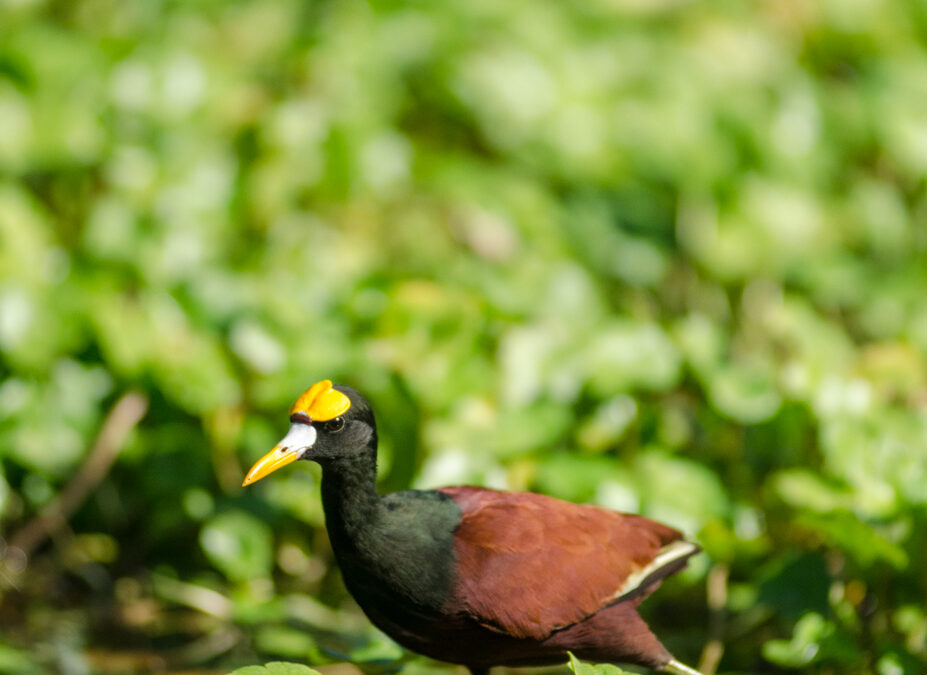 A Northern Jacana in Tortuguero National Park